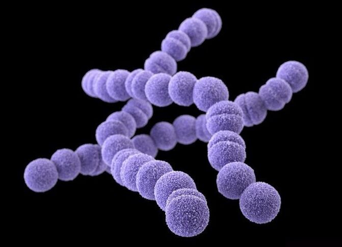 streptococcusok az emberi testből