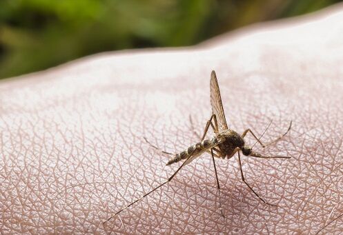szúnyogcsípés, mint a parazitafertőzés oka
