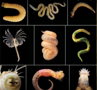cikk emberek és paraziták pinworm és ascaris különbség