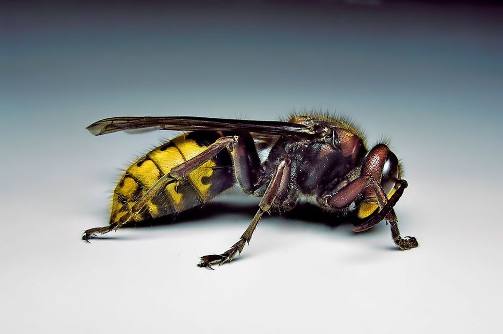a rovarok parazitákkal fertőzhetik meg az embereket