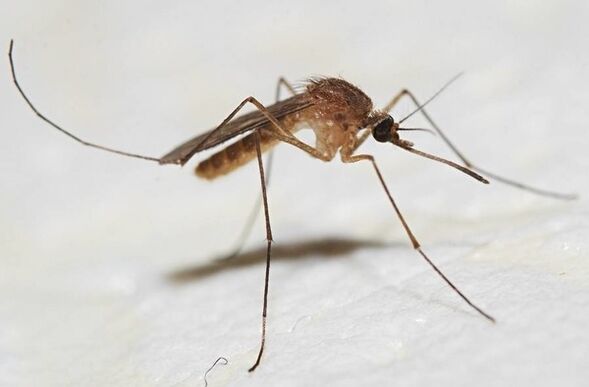 A szúnyogok a bőrparaziták fő hordozói