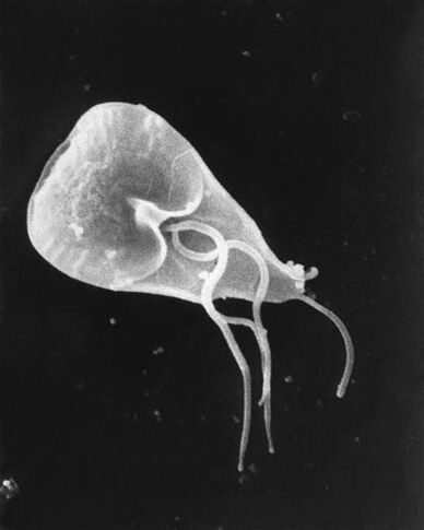 lamblia - a lobogó protozoa paraziták nemzetsége